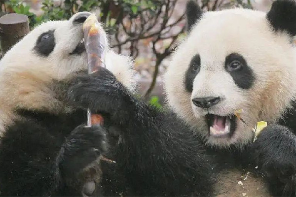 奪筍啊是什么意思網(wǎng)絡(luò)用語(yǔ) 奪筍啊是哪里的方言