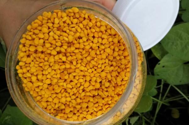 荷花粉孕婦可以吃嗎 荷花粉可以長期吃嗎 荷花粉孕婦可以吃嗎 荷花粉可以長期吃嗎