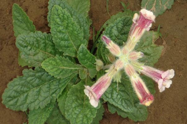 地黃會引起腹瀉嗎 地黃會造成小便發(fā)黃嗎