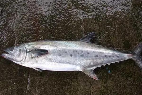 鲅魚(yú)和青魚(yú)的區(qū)別 鲅魚(yú)是寒性還是熱性