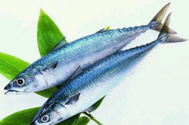鲅魚的營(yíng)養(yǎng)價(jià)值及功效與作用 鲅魚是海魚還是淡水魚 鲅魚的營(yíng)養(yǎng)價(jià)值及功效與作用 鲅魚是海魚還是淡水魚