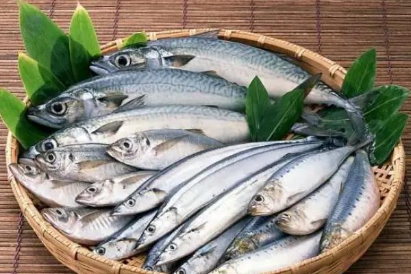 鲅魚(yú)可以生吃魚(yú)片嗎 鲅魚(yú)可以放多久 鲅魚(yú)可以生吃魚(yú)片嗎 鲅魚(yú)可以放多久