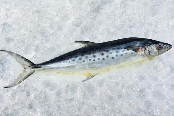 鲅魚(yú)可以生吃魚(yú)片嗎 鲅魚(yú)可以放多久 鲅魚(yú)可以生吃魚(yú)片嗎 鲅魚(yú)可以放多久