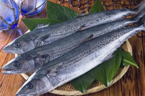 鲅魚(yú)可以生吃魚(yú)片嗎 鲅魚(yú)可以放多久 鲅魚(yú)可以生吃魚(yú)片嗎 鲅魚(yú)可以放多久