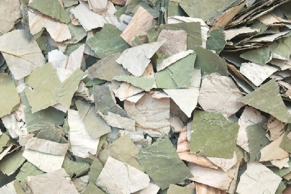 干荷葉泡水喝會(huì)拉肚子嗎 干荷葉泡水對(duì)導(dǎo)致胃不舒服嗎