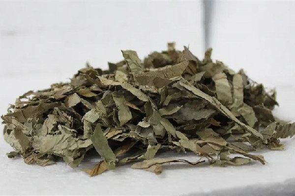 干荷葉泡水喝會(huì)拉肚子嗎 干荷葉泡水對(duì)導(dǎo)致胃不舒服嗎