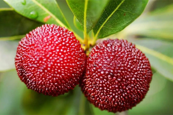 楊梅是酸的還是甜的 楊梅酸怎么做好吃 楊梅是酸的還是甜的 楊梅酸怎么做好吃