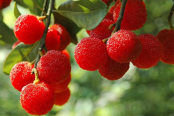 楊梅是高糖還是低糖 楊梅什么人不能吃 楊梅是高糖還是低糖 楊梅什么人不能吃