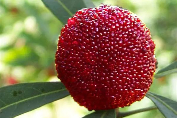 楊梅會(huì)越放越甜嗎 楊梅酸怎么變甜 楊梅會(huì)越放越甜嗎 楊梅酸怎么變甜