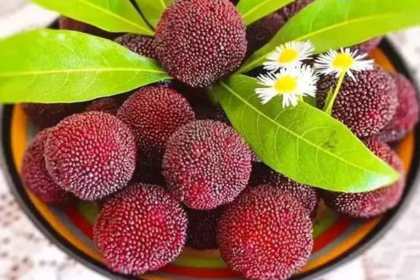 楊梅是酸的還是甜的 楊梅酸怎么做好吃 楊梅是酸的還是甜的 楊梅酸怎么做好吃