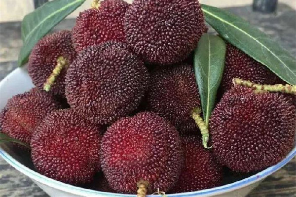 楊梅吃多了會流鼻血嗎 楊梅不吃了如何存放