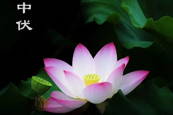 中伏是最熱的時(shí)候嗎 中伏要熱多少天 中伏是最熱的時(shí)候嗎 中伏要熱多少天