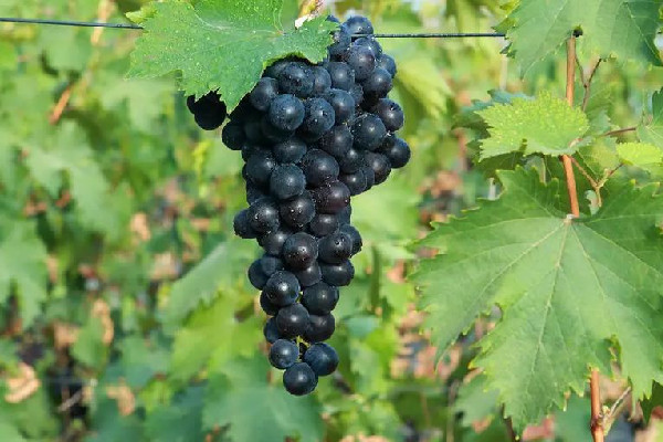 葡萄怎么保存才新鮮 葡萄保存是用保鮮膜包住還是敞開 葡萄怎么保存才新鮮 葡萄保存是用保鮮膜包住還是敞開