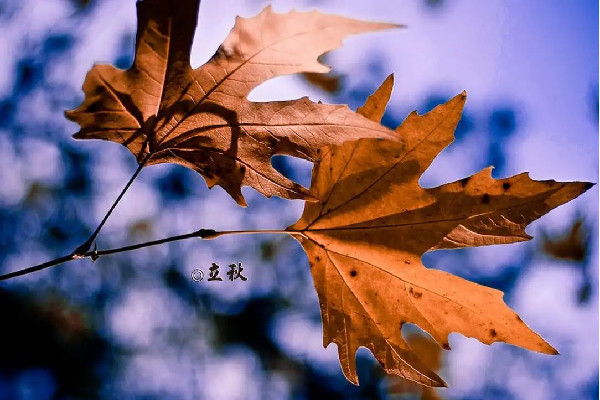 立秋會對人的身體產生什么樣的影響 立秋會掉頭發(fā)嗎