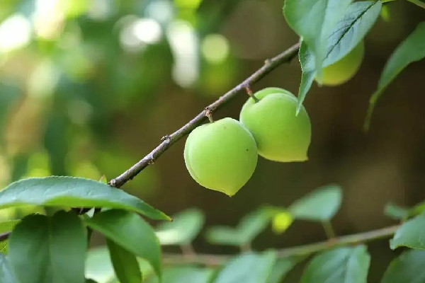 青梅有斑點(diǎn)是壞了嗎 青梅怎么挑選才好吃 青梅有斑點(diǎn)是壞了嗎 青梅怎么挑選才好吃