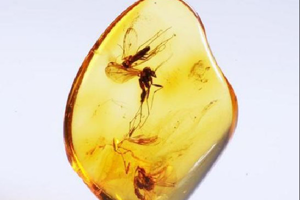 琥珀多少錢一克2022年 琥珀有收藏價(jià)值嗎