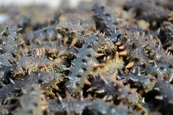 海參要去掉哪些內(nèi)臟 海參怎么處理干凈 海參要去掉哪些內(nèi)臟 海參怎么處理干凈