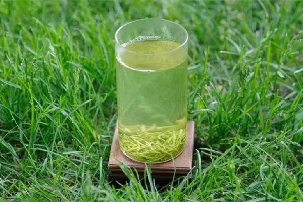 信陽毛尖有點苦咋回事 信陽毛尖喝起來什么味道 信陽毛尖有點苦咋回事 信陽毛尖喝起來什么味道