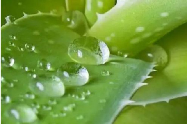 新鮮蘆薈可以修復(fù)疤痕嗎 新鮮蘆薈對傷口愈合有用嗎 新鮮蘆薈可以修復(fù)疤痕嗎 新鮮蘆薈對傷口愈合有用嗎