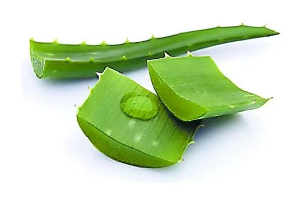 新鮮蘆薈會(huì)刺激皮膚嗎 新鮮蘆薈會(huì)爛臉嗎 新鮮蘆薈會(huì)刺激皮膚嗎 新鮮蘆薈會(huì)爛臉嗎