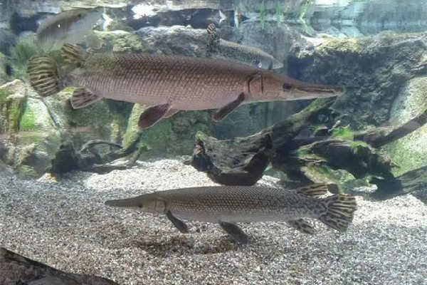 武漢一人工湖中鱷雀鱔被釣起 鱷雀鱔的危害有哪些 武漢一人工湖中鱷雀鱔被釣起 鱷雀鱔的危害有哪些