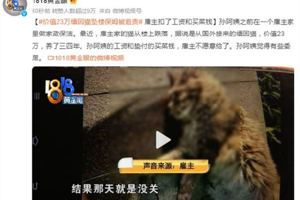 緬因貓墜樓追責保姆？雇主回應 緬因貓多少錢一只