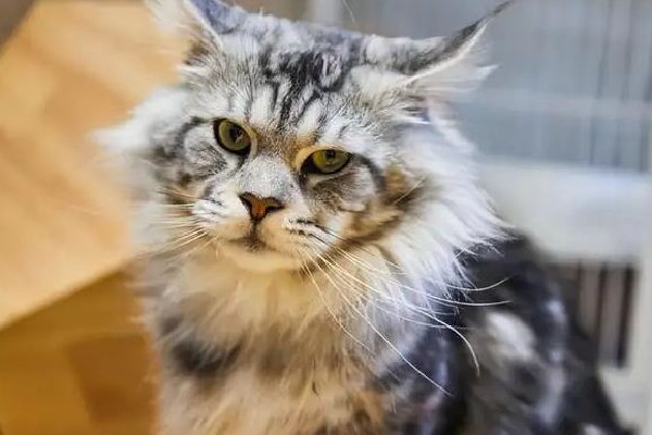 緬因貓墜樓追責(zé)保姆？雇主回應(yīng) 緬因貓多少錢(qián)一只