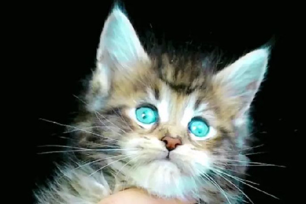 緬因貓墜樓追責(zé)保姆？雇主回應(yīng) 緬因貓多少錢(qián)一只