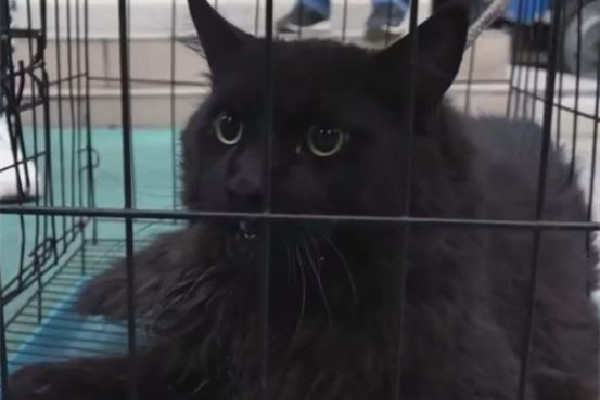 緬因貓因太胖被誤當猞猁送到保護站 緬因貓可以長到多少斤 緬因貓因太胖被誤當猞猁送到保護站 緬因貓可以長到多少斤