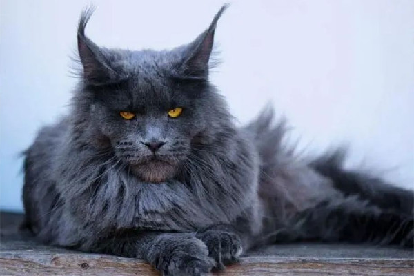 緬因貓因太胖被誤當猞猁送到保護站 緬因貓可以長到多少斤 緬因貓因太胖被誤當猞猁送到保護站 緬因貓可以長到多少斤