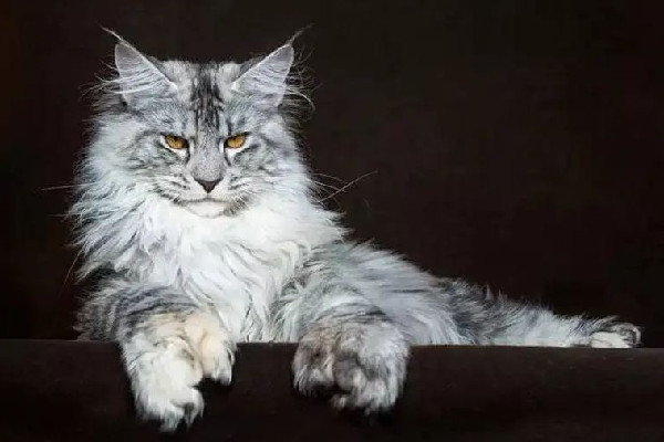 緬因貓因太胖被誤當猞猁送到保護站 緬因貓可以長到多少斤 緬因貓因太胖被誤當猞猁送到保護站 緬因貓可以長到多少斤