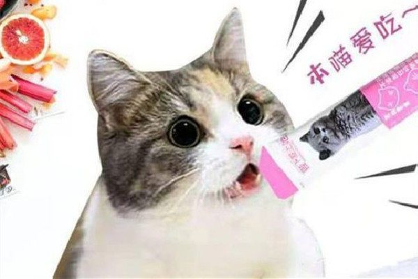 貓條一天吃多少合適 貓條吃多了不吃貓糧怎么辦 貓條一天吃多少合適 貓條吃多了不吃貓糧怎么辦