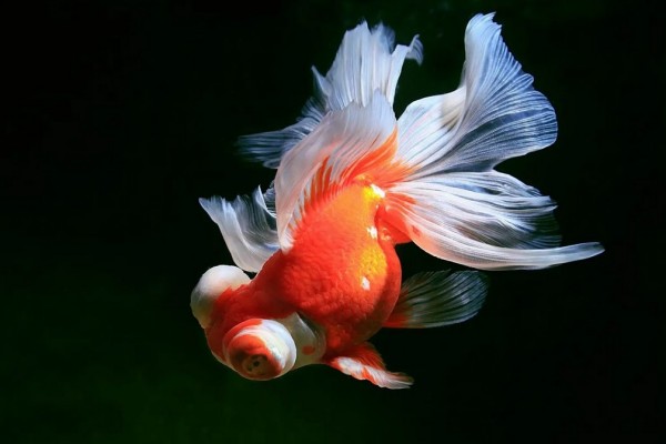 世界最大金魚被釣上岸已活20年 金魚有哪些品種 世界最大金魚被釣上岸已活20年 金魚有哪些品種