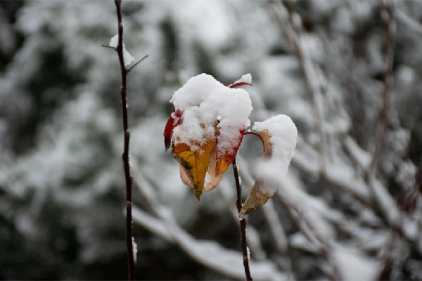 今冬初雪時(shí)間表出爐 初雪有什么特別的含義嗎