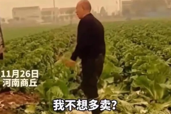 大叔因500斤白菜賣30元痛哭系擺拍 白菜的營養(yǎng)價值及功效 大叔因500斤白菜賣30元痛哭系擺拍 白菜的營養(yǎng)價值及功效