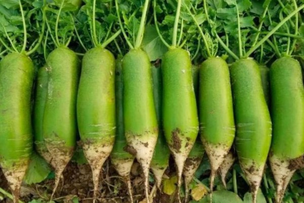 綠蘿卜怎么保存時(shí)間長(zhǎng)還新鮮 綠蘿卜放久了還能吃嗎 綠蘿卜怎么保存時(shí)間長(zhǎng)還新鮮 綠蘿卜放久了還能吃嗎