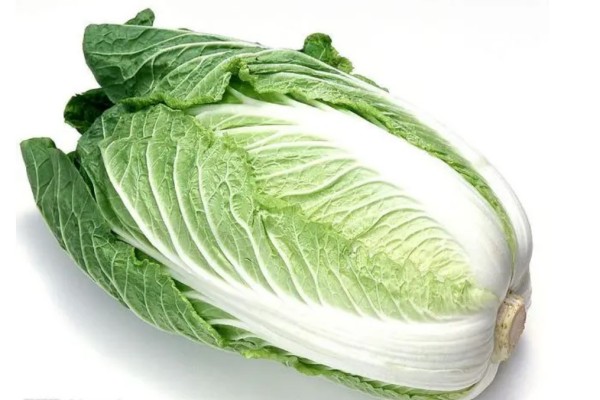 大叔因500斤白菜賣30元痛哭系擺拍 白菜的營養(yǎng)價值及功效 大叔因500斤白菜賣30元痛哭系擺拍 白菜的營養(yǎng)價值及功效