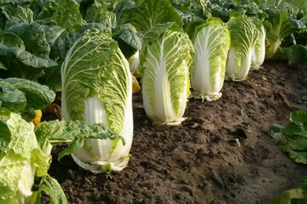 大叔因500斤白菜賣30元痛哭系擺拍 白菜的營養(yǎng)價值及功效 大叔因500斤白菜賣30元痛哭系擺拍 白菜的營養(yǎng)價值及功效