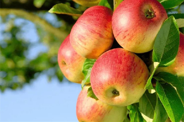 蘋(píng)果天天吃對(duì)身體好嗎 蘋(píng)果真的對(duì)皮膚好嗎 蘋(píng)果天天吃對(duì)身體好嗎 蘋(píng)果真的對(duì)皮膚好嗎