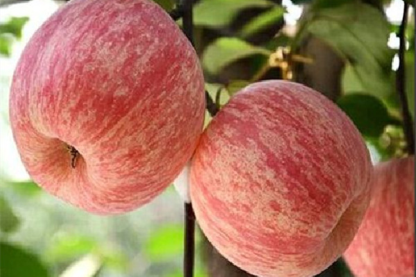 蘋果吃多了胃不舒服怎么辦 蘋果一天吃幾個最好 蘋果吃多了胃不舒服怎么辦 蘋果一天吃幾個最好