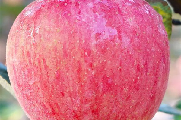 蘋(píng)果和什么榨汁好 蘋(píng)果可以和牛奶一起吃嗎