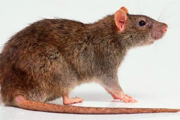 男子熟睡時疑被老鼠咬破頭 家中有老鼠如何驅(qū)趕 男子熟睡時疑被老鼠咬破頭 家中有老鼠如何驅(qū)趕