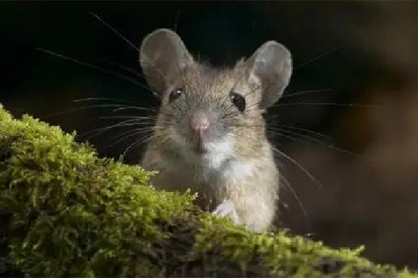 男子熟睡時疑被老鼠咬破頭 家中有老鼠如何驅(qū)趕 男子熟睡時疑被老鼠咬破頭 家中有老鼠如何驅(qū)趕