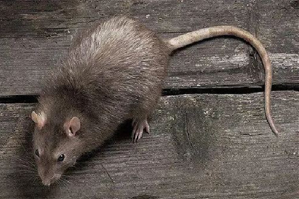 男子熟睡時疑被老鼠咬破頭 家中有老鼠如何驅(qū)趕 男子熟睡時疑被老鼠咬破頭 家中有老鼠如何驅(qū)趕