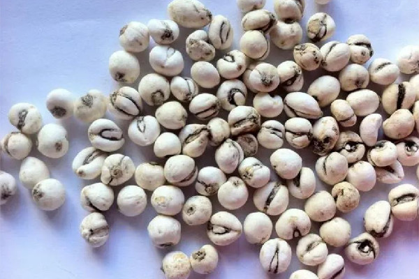 川貝怎么吃止咳效果好 川貝止咳效果好嗎 川貝怎么吃止咳效果好 川貝止咳效果好嗎