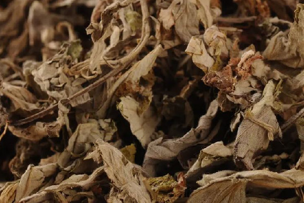 艾草適合天天熏嗎 艾草熏多了會(huì)怎樣 艾草適合天天熏嗎 艾草熏多了會(huì)怎樣