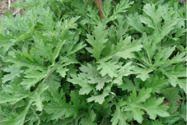 艾草有辟邪的作用嗎 艾草適合什么人群服用 艾草有辟邪的作用嗎 艾草適合什么人群服用