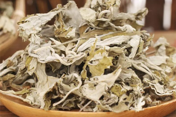 艾草用沸水煮才能用嗎 艾草用開水煮好還是溫水泡好 艾草用沸水煮才能用嗎 艾草用開水煮好還是溫水泡好