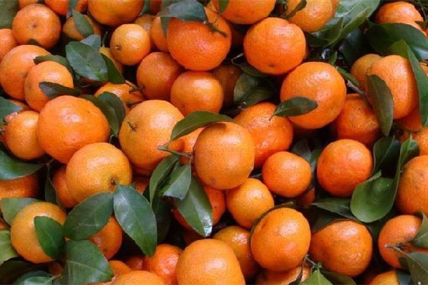 砂糖橘怎么保存不會(huì)腐爛 砂糖橘冰箱還是常溫保存