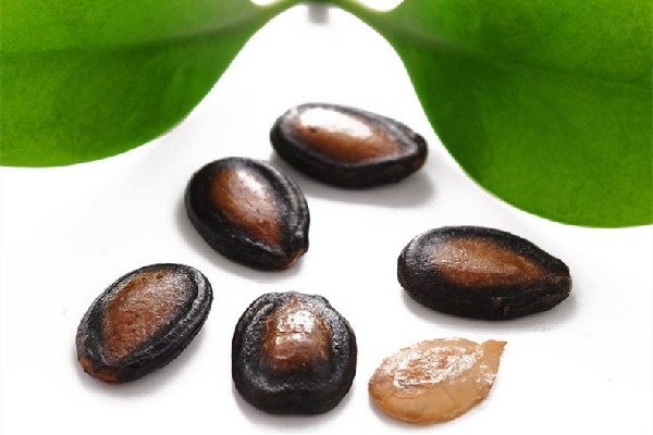 西瓜子熱量高嗎 西瓜子會(huì)發(fā)胖嗎 西瓜子熱量高嗎 西瓜子會(huì)發(fā)胖嗎